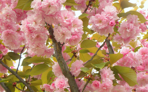 489391 (a): :2560x1600